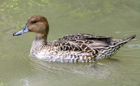 Northern Pintail, female