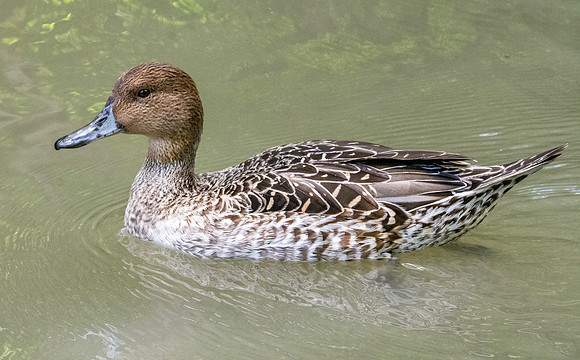 Northern Pintail, female