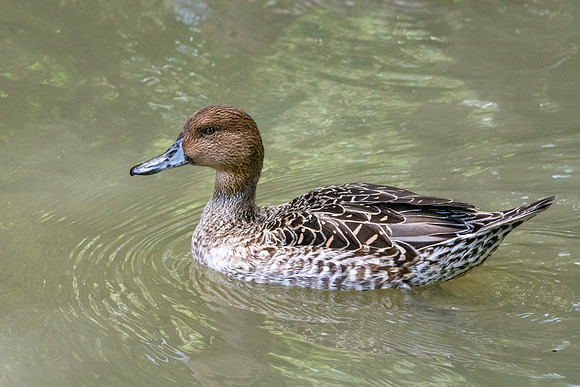 Northern Pintail, female