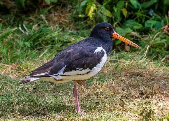 Oystercatcher