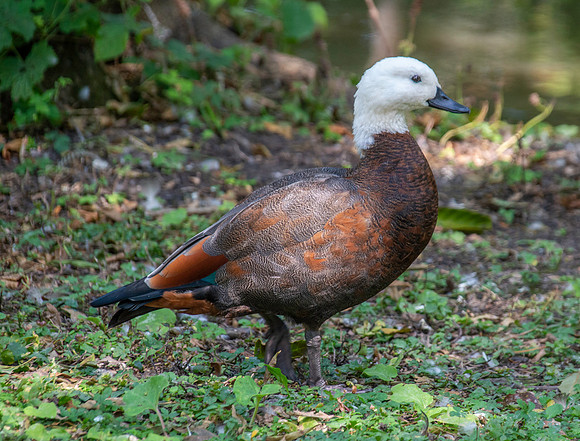 Paradise shelduck