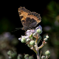 Small tortoiseshell