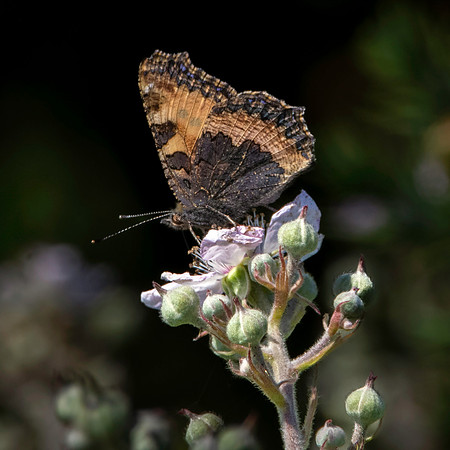 Small tortoiseshell