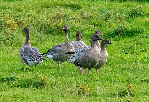 Pink footed geese
