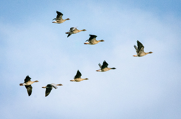 Pink footed geese