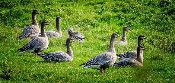 Pink footed geese