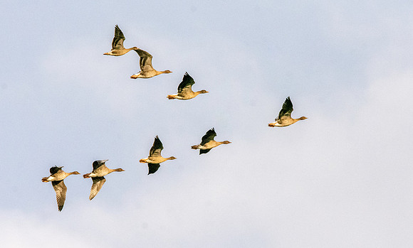 Pink footed geese