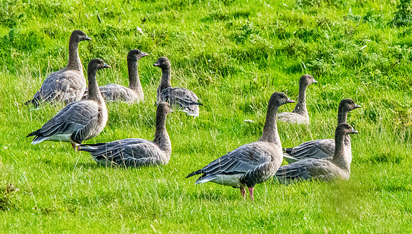 Pink footed geese