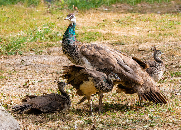 Peahen with juveniles