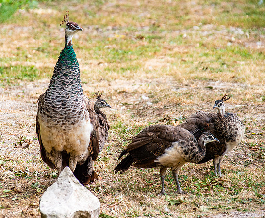 Peahen with juveniles