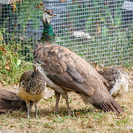 Peahen with juveniles