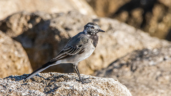 Pied wagtail juvenile