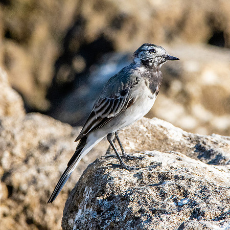 Pied wagtail juvenile