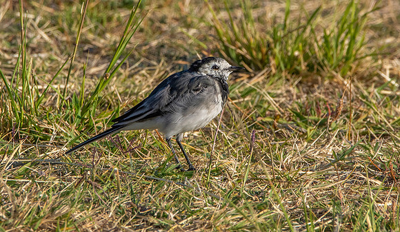 Pied wagtail juvenile