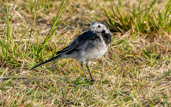 Pied wagtail juvenile