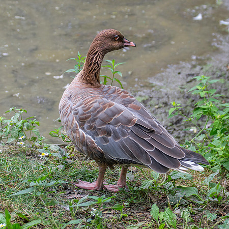 Pink footed goose