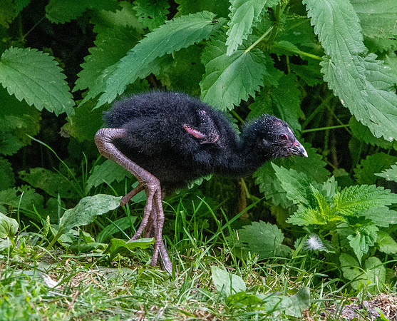 Western swamphen, juvenile
