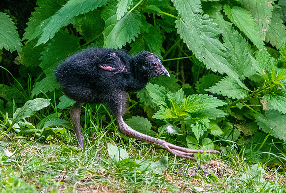 Western swamphen, juvenile