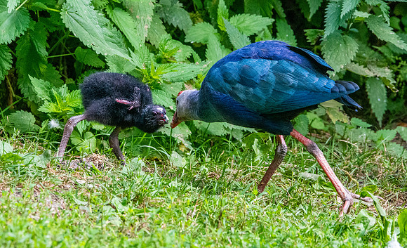 Western swamphen with juvenile