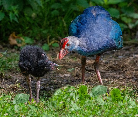 Western swamphen with juvenile