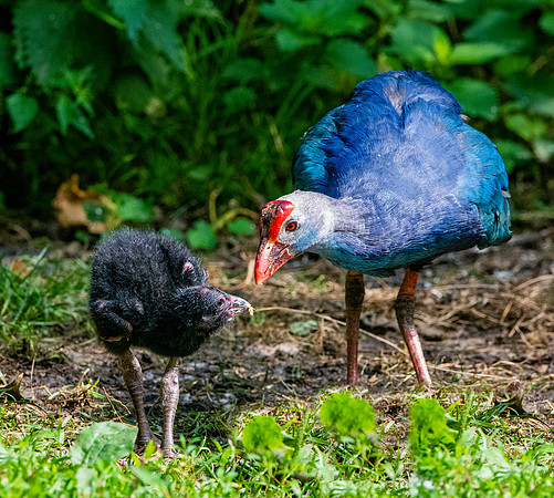 Western swamphen with juvenile