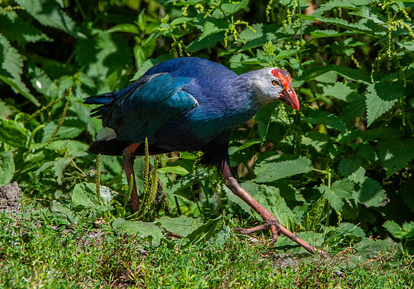 Western swamphen
