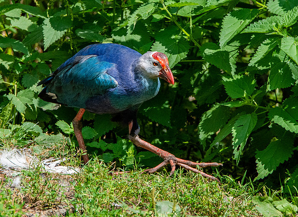 Western swamphen