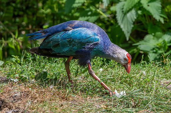 Western swamphen