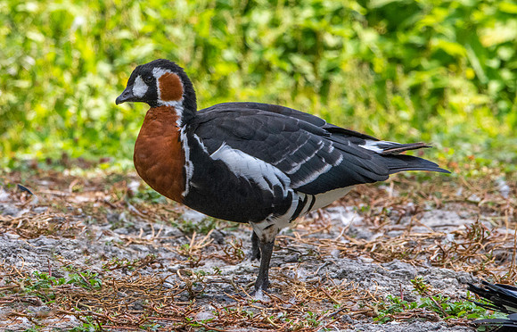 Red breasted goose