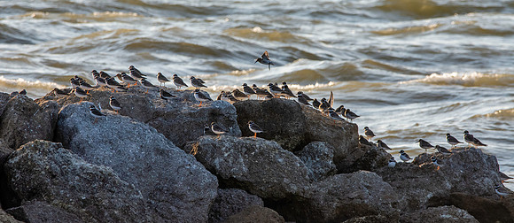 Ringed plover