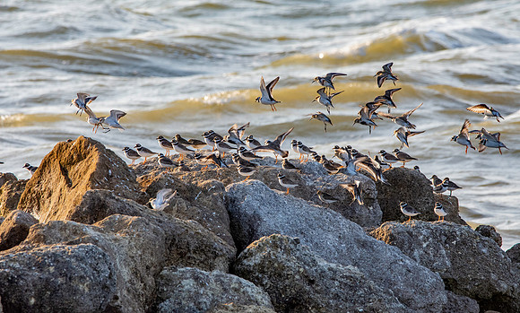 Ringed plover