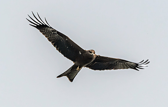 Black kite (Eastern – black eared)