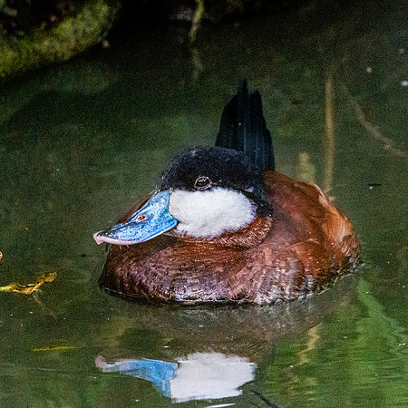 Ruddy duck