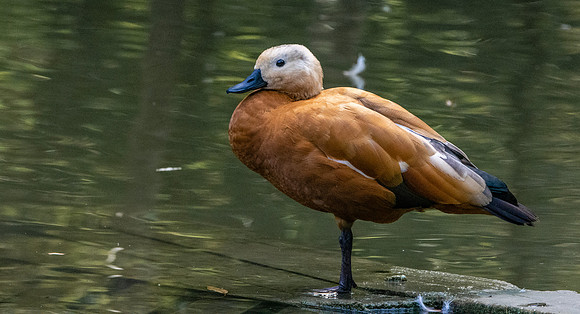 Brahminy duck