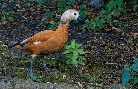 Brahminy duck