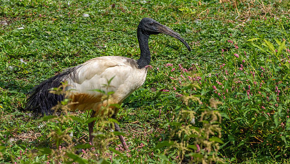 Sacred Ibis