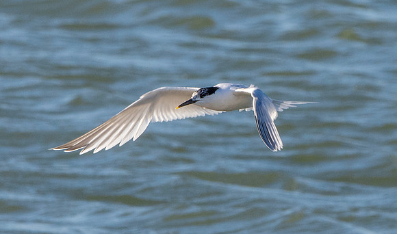 Sandwich tern