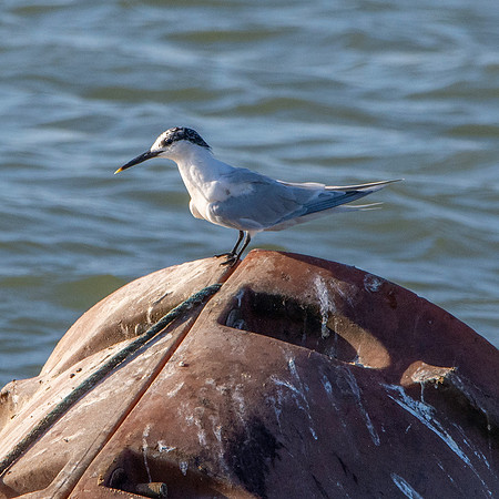 Sandwich tern