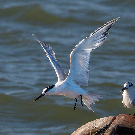 Sandwich tern