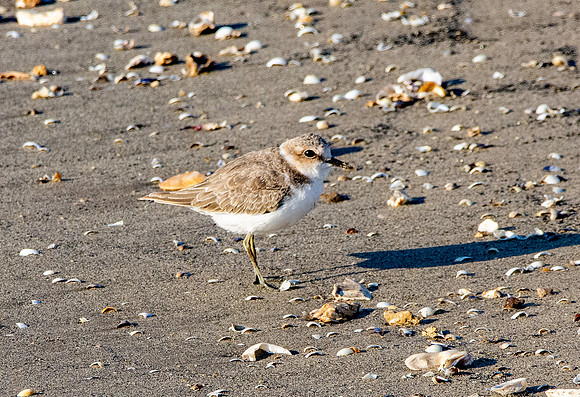 Kentish plover