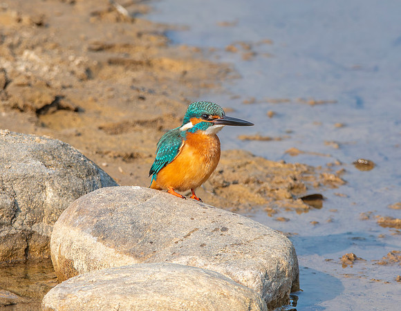 Little Indian Kingfisher
