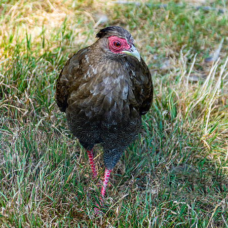 Silver pheasant, female