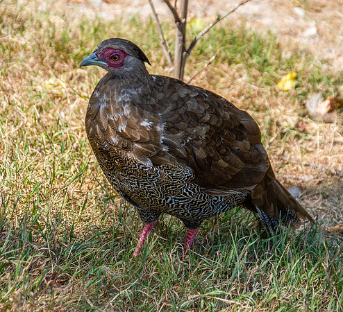 Silver pheasant, female