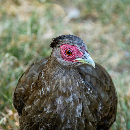 Silver pheasant, female