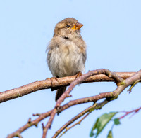 House sparrow