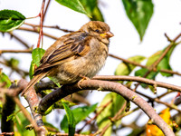 House sparrow
