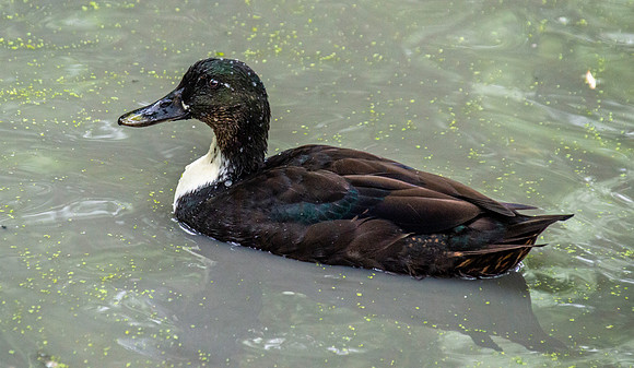 Swedish duck