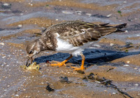 Ruddy turnstone