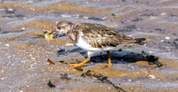 Ruddy turnstone