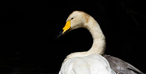 Whooper swan